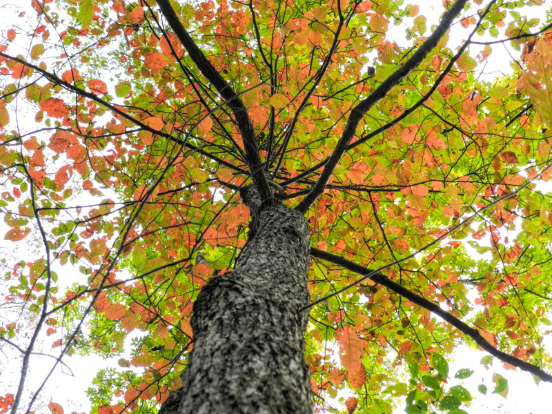 Picture of a tree in autumn foliage.